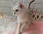 Кошки в Брянске: Снежная королева серебристая кошечка Девочка, 15 000 руб. - фото 4