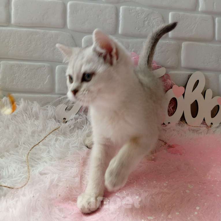 Кошки в Брянске: Снежная королева серебристая кошечка Девочка, 15 000 руб. - фото 4