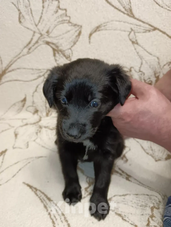 Собаки в Красногорске: Щеночки 1 месяц начинают искать дома Мальчик, Бесплатно - фото 5