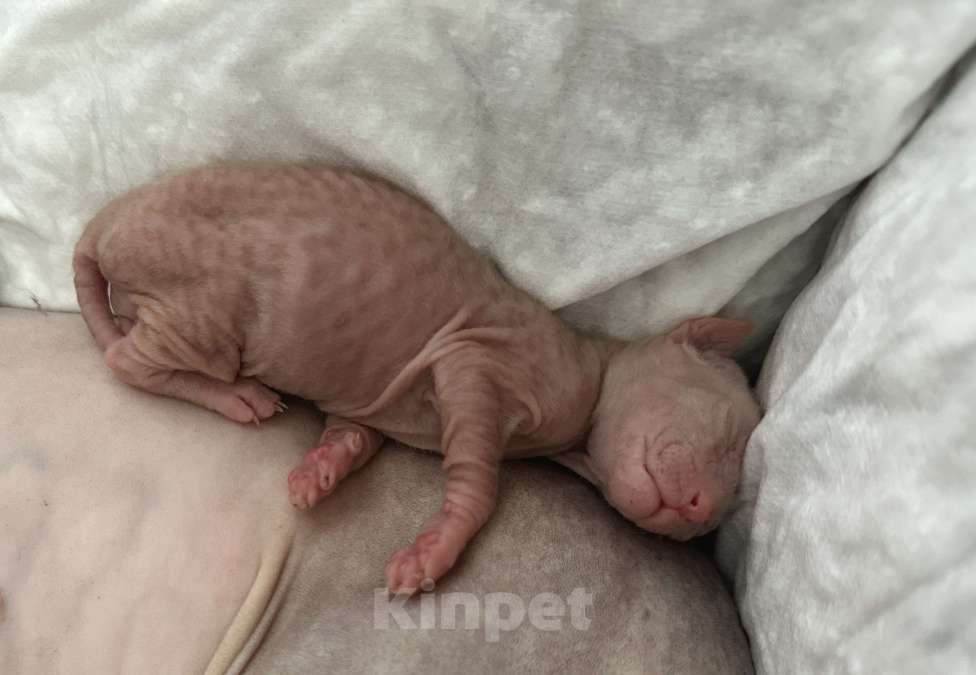 Кошки в Стерлитамаке: Котята донского сфинкса  Девочка, 6 500 руб. - фото 6