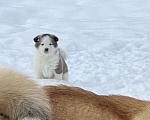 Собаки в Серпухове: Медвежата  Девочка, 15 000 руб. - фото 3