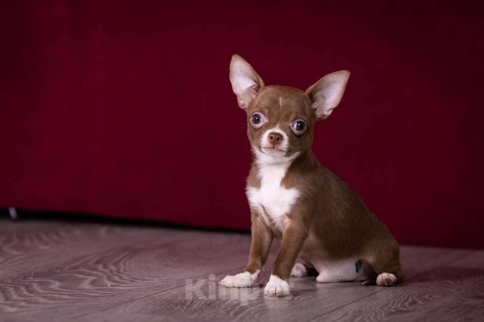 Собаки в Балашихе: Мини мальчик шоколадный чихуахуа  Мальчик, 40 000 руб. - фото 7