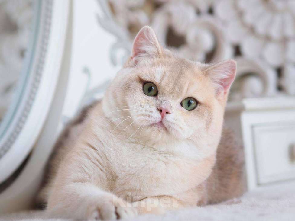 Кошки в Москве: Британский котенок Гром Мальчик, 100 000 руб. - фото 2