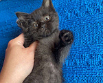 Кошки в Москве: Крохотка-котенок в добрые руки Девочка, Бесплатно - фото 3