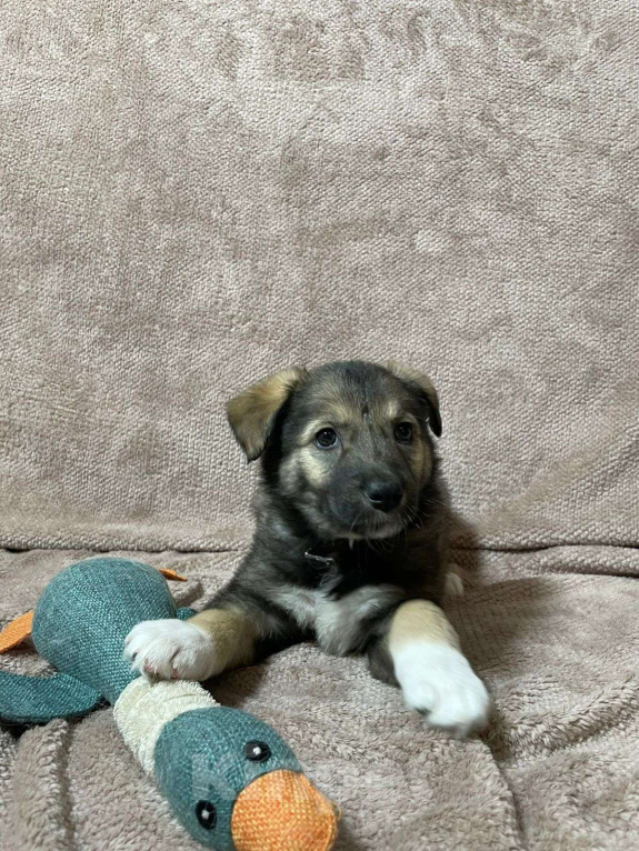 Собаки в Новосибирске: Щенкам нужен дом Мальчик, Бесплатно - фото 4