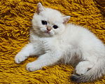 Кошки в Туле: Шотландские золотые котята Разнополые, 17 000 руб. - фото 10