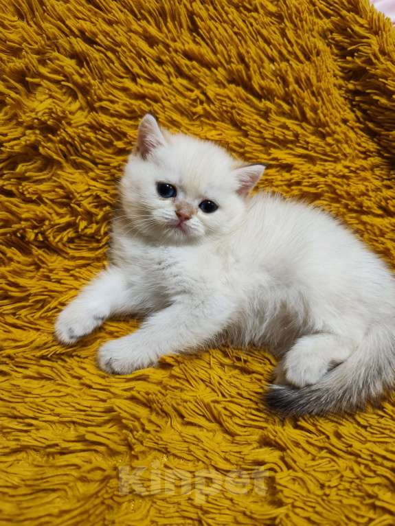 Кошки в Туле: Шотландские золотые котята Разнополые, 17 000 руб. - фото 10