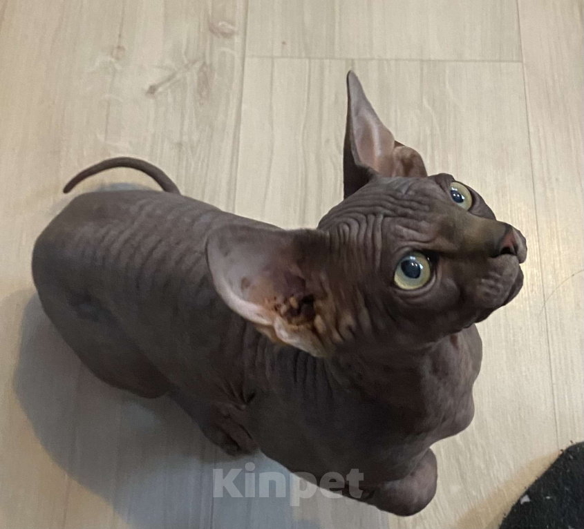 Кошки в Москве: Бесподобный канадец Мальчик, 45 000 руб. - фото 4