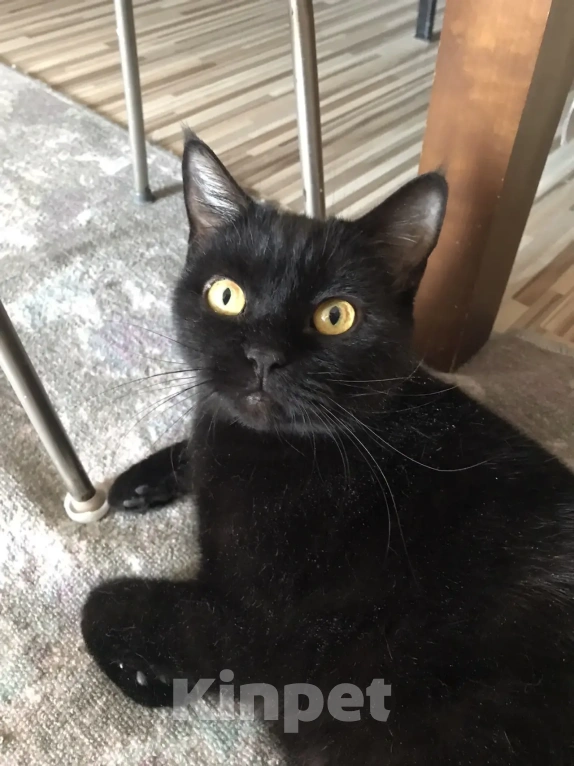 Кошки в Дмитрове: Отдам в добрые руки Девочка, Бесплатно - фото 3