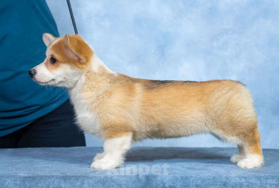 Собаки в Москве: Вельш корги пемброк Девочка, 100 000 руб. - фото 5