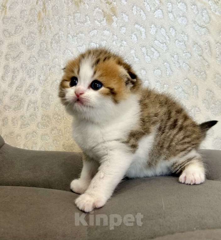 Кошки в Москве: Вислоухий полосатый котик Мальчик, 25 000 руб. - фото 1