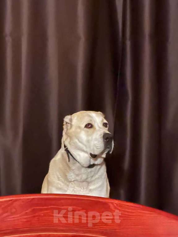 Собаки в Москве: Ищем заботливых хозяев для алабая  Девочка, Бесплатно - фото 2