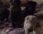 Собаки в Сосновом Бору: Щенки шар-пея Мальчик, 10 000 руб. - фото 2