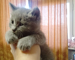 Кошки в Нижнем Новгороде:  Кот Мальчик, 1 500 руб. - фото 3