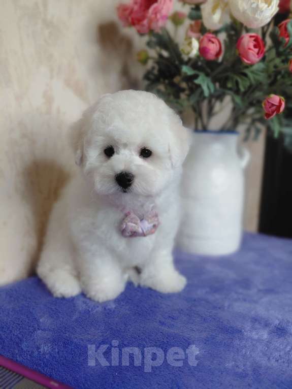 Собаки в Москве: Бишон Фризе чистокровные щенки РКФ Москва Девочка, 120 000 руб. - фото 1