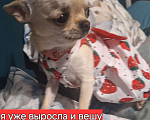 Собаки в других городах Крыма: микро кукла чихуахуа  Девочка, Бесплатно - фото 3