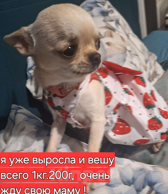 Собаки в других городах Крыма: микро кукла чихуахуа  Девочка, Бесплатно - фото 3
