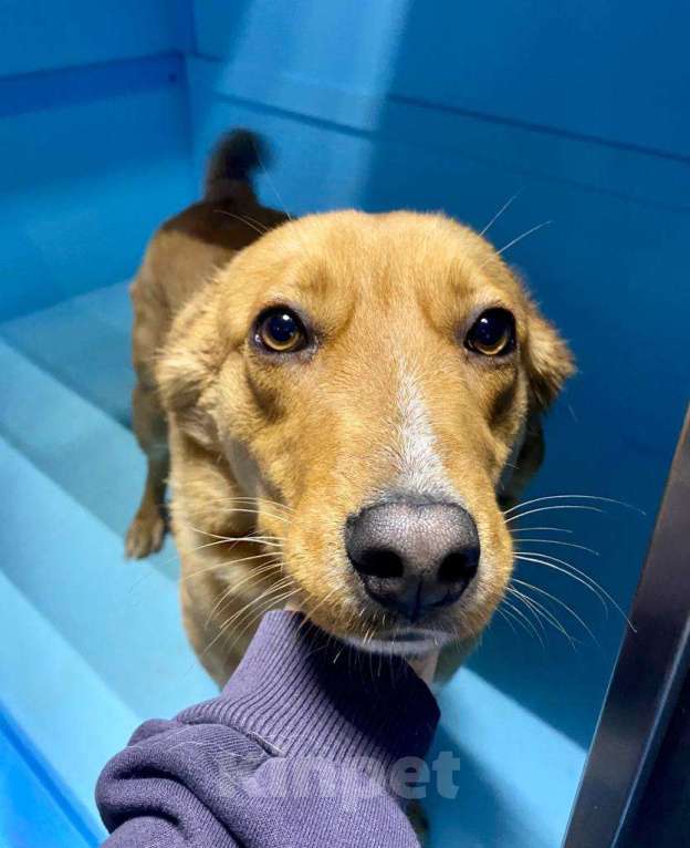 Собаки в Москве: У Тошки 5 дней на поиск дома Мальчик, Бесплатно - фото 6