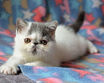 Кошки в Кемерово: Котята экзотики Мальчик, 30 000 руб. - фото 1