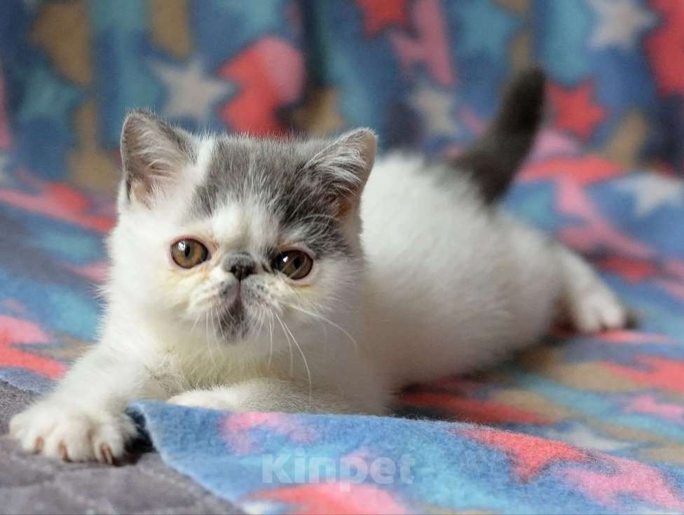 Кошки в Кемерово: Котята экзотики Мальчик, 30 000 руб. - фото 1