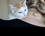 Кошки в Москве: Ласковый котёнок в добрые руки Мальчик, 1 руб. - фото 5