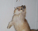 Кошки в Венеющем: Шотландский котенок, 12 000 руб. - фото 5