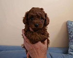 Собаки в Москве: Щенки той пуделя ред браун. Red brown toy poodle puppies Мальчик, 1 руб. - фото 1