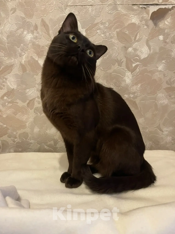 Кошки в Москве: Бурманский кот, вязка Мальчик, 7 000 руб. - фото 2