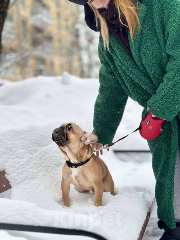 Собаки в Москве: Палевый мальчик Мальчик, 50 000 руб. - фото 10