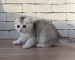 Кошки в Санкт-Петербурге: Вислоухий короткошерстный шотландский котенок Мальчик, 45 000 руб. - фото 1