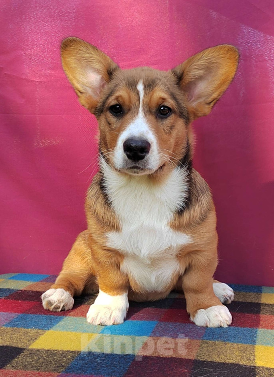 Собаки в Екатеринбурге: Щенки Корги Кардиган  Мальчик, Бесплатно - фото 7