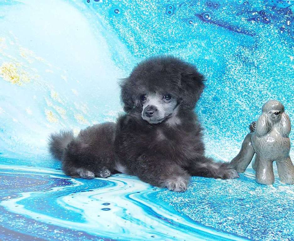 Собаки в Долгопрудном: Пуделя щенок той серебристая девочка  ИЛАЙДА  Девочка, 200 000 руб. - фото 7