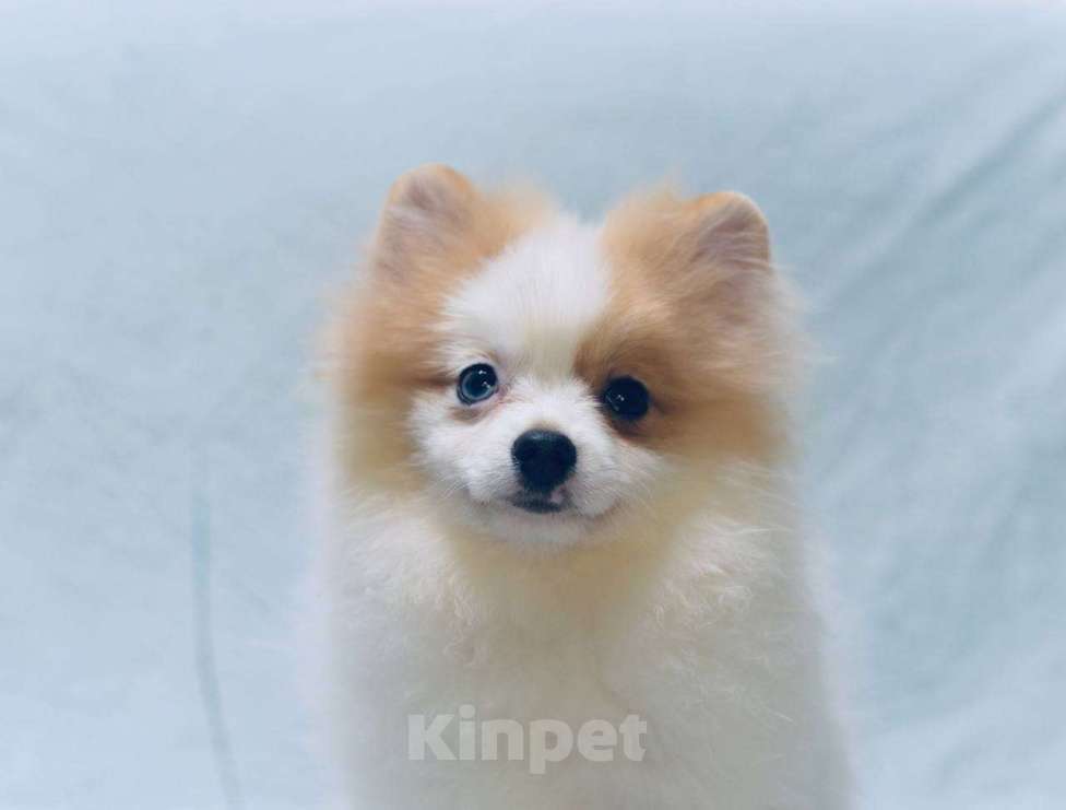 Собаки в Москве: Девочка померанского шпица бело-кремово мраморного окраса Девочка, 50 000 руб. - фото 8