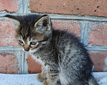 Кошки в Новочеркасске: Котенок девочка ищет любящих и добрых хозяев Девочка, Бесплатно - фото 3