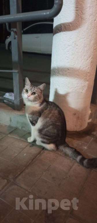 Кошки в других городах Московской области: Федор ищет дом Мальчик, Бесплатно - фото 3