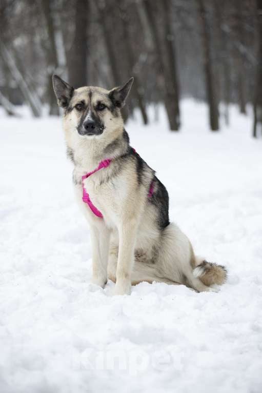 Собаки в Москве: Миролюбивая Айза в добрые руки Девочка, Бесплатно - фото 4