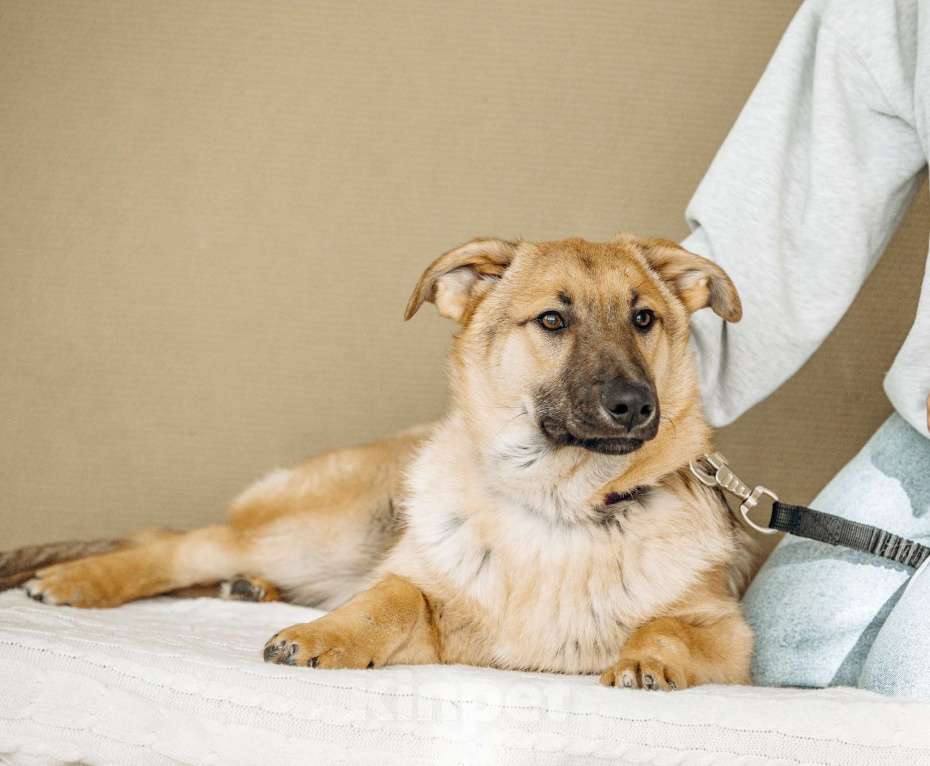 Собаки в Москве: Щенок бесплатно в Москве Мальчик, Бесплатно - фото 10