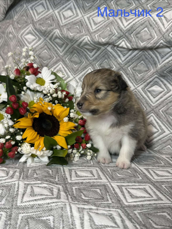 Собаки в Ярославле: Щенки Шелти Мальчик, 77 000 руб. - фото 5