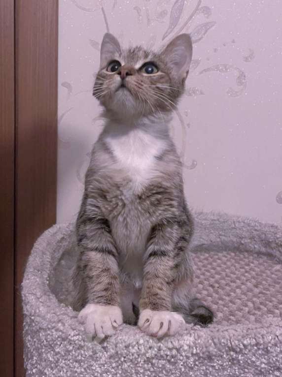 Кошки в Люберцах: Умная, ласковая, полосатая кошечка  Девочка, Бесплатно - фото 2