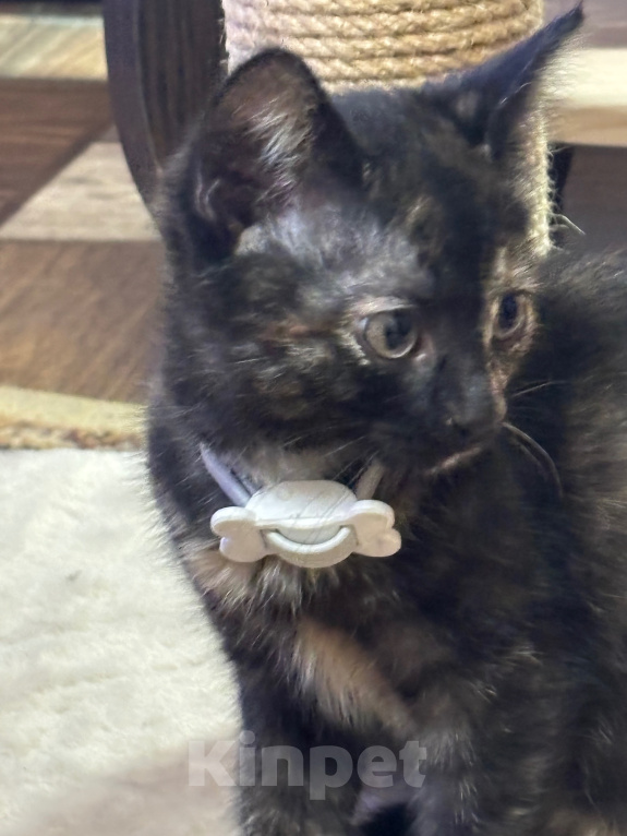 Кошки в Рязани: Котенок в добрые руки Девочка, Бесплатно - фото 1