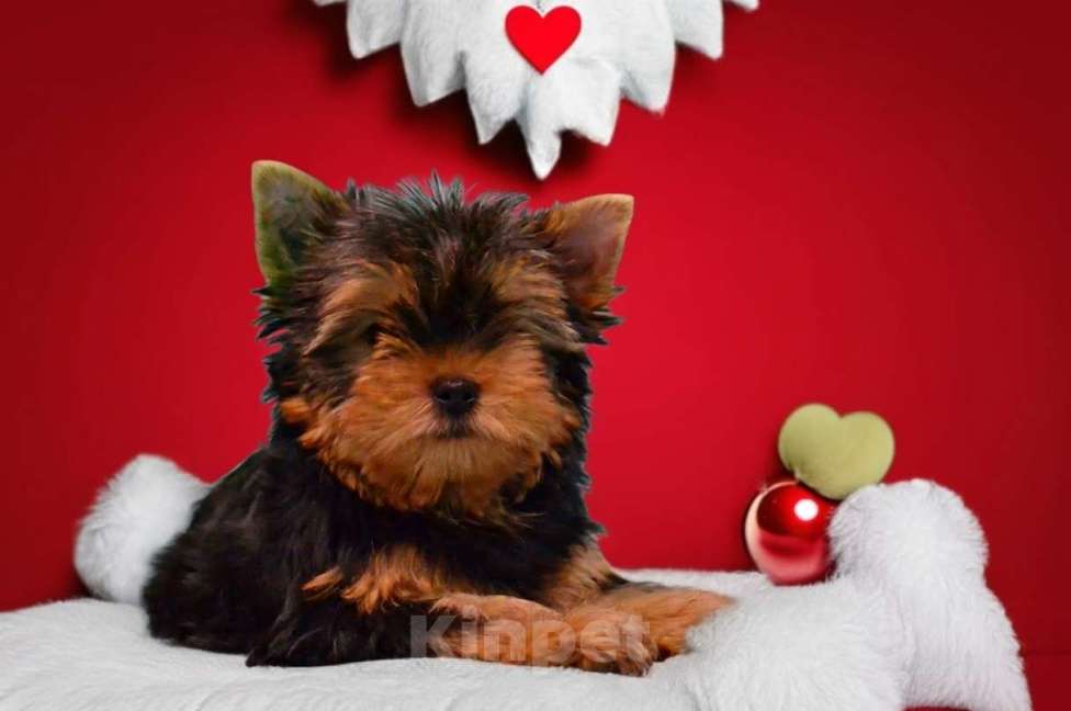 Собаки в Иркутске: Щенки йорки супер мини в Иркутске Мальчик, 75 000 руб. - фото 1