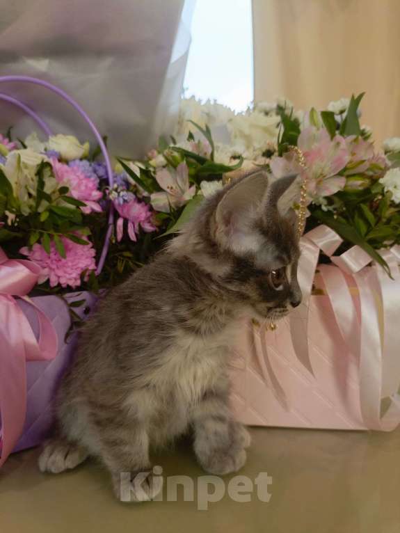 Кошки в Туле: Котенок курильского бобтейла Мальчик, 5 000 руб. - фото 2