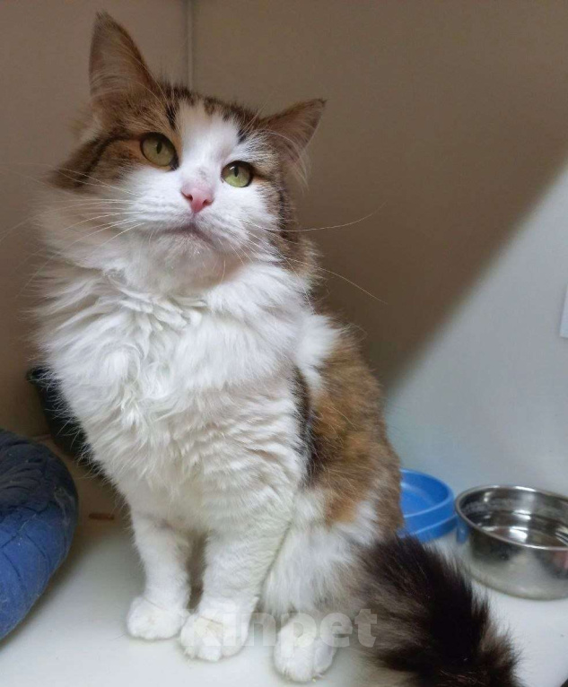 Кошки в Москве: Пушистый Пух желает познакомиться Мальчик, Бесплатно - фото 2