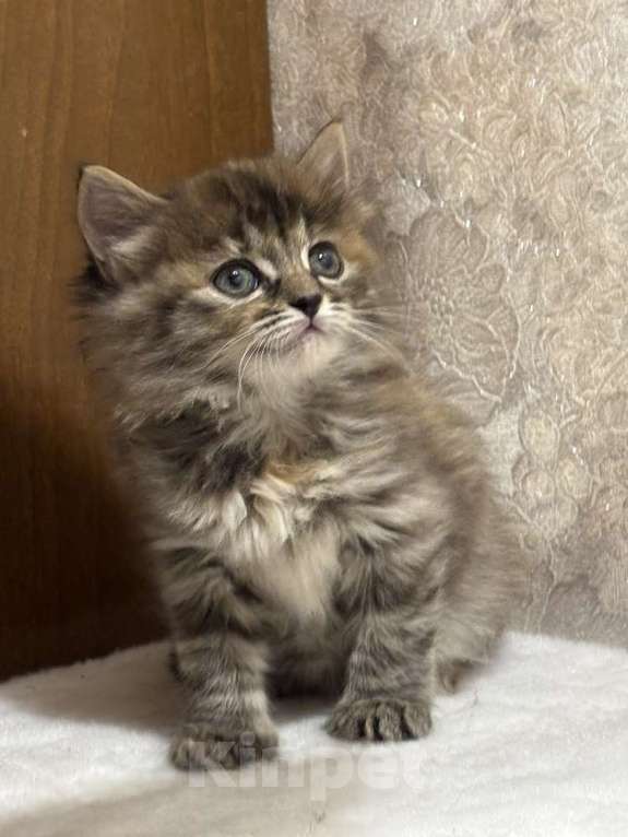 Кошки в Москве: Шикарные котята девочки в добрые руки Девочка, Бесплатно - фото 4