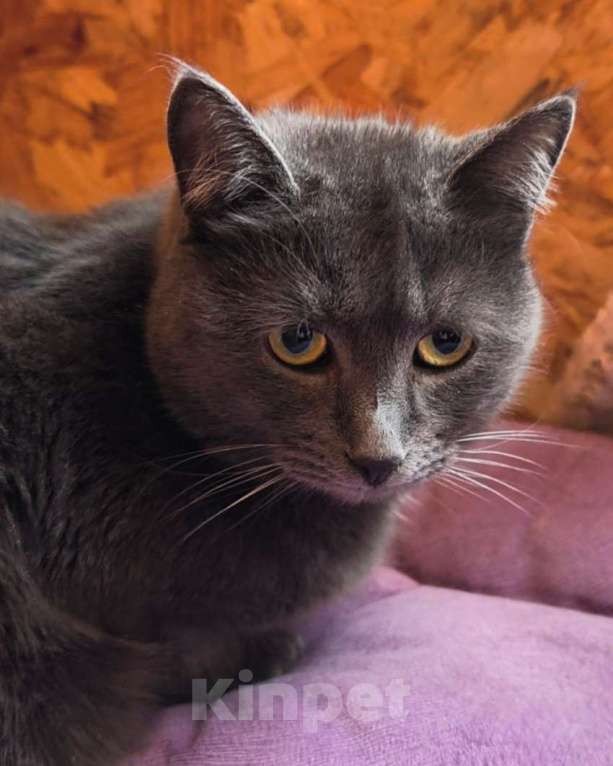 Кошки в Москве: Минералочка ищет дом Девочка, Бесплатно - фото 1