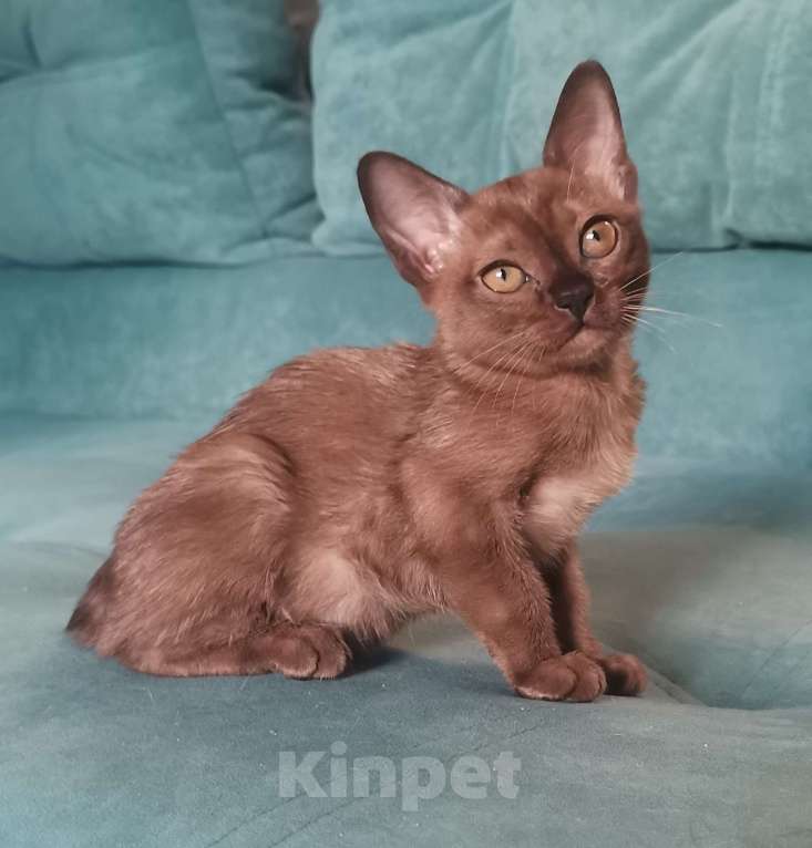 Кошки в Красноярске: Бурманская кошечка Девочка, 35 000 руб. - фото 4