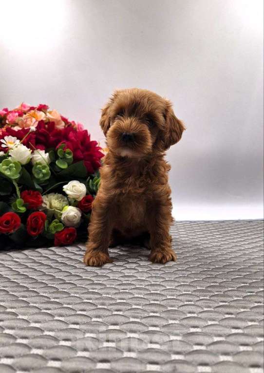 Собаки в Новосибирске: Щенки пуделя Разнополые, Бесплатно - фото 1