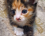 Кошки в Тобольске: Отдам в добрые руки Девочка, 1 руб. - фото 4