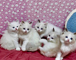 Кошки в Москве: Малышки Ragdoll Девочка, 35 000 руб. - фото 1