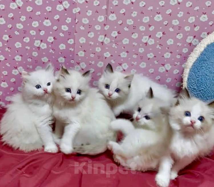 Кошки в Москве: Малышки Ragdoll Девочка, 35 000 руб. - фото 1